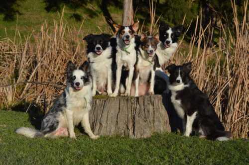 Border Collies