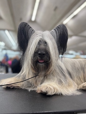 Skye Terrier