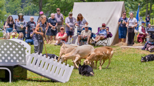 Sheep Herding